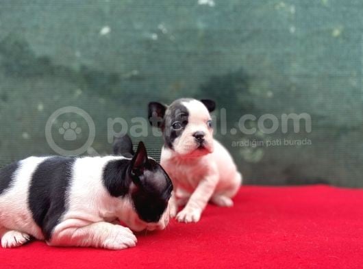 A Kalite French Buldog Yavrular görsel