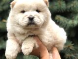 Orjinal Chow Chow