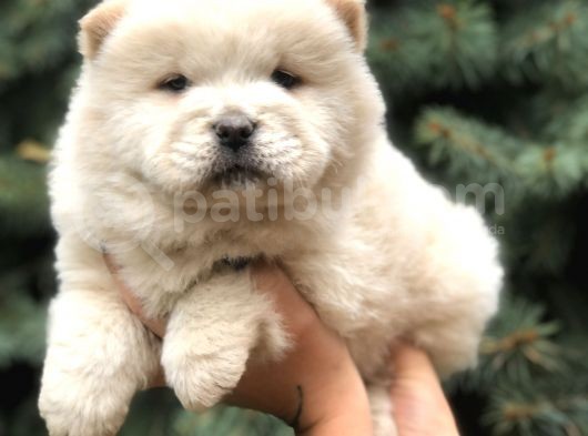 Orjinal Chow Chow görsel