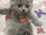 British Shorthair Yavruları