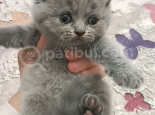 British Shorthair Yavruları görsel