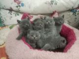 British Shorthair Yavruları