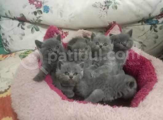 British Shorthair Yavruları görsel