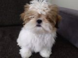 Di̇şi̇ Shi̇h Tzu Yavrumuz