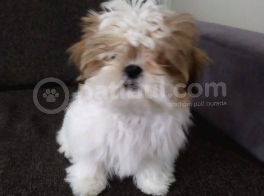 Di̇şi̇ Shi̇h Tzu Yavrumuz görsel