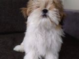Di̇şi̇ Shi̇h Tzu Yavrumuz