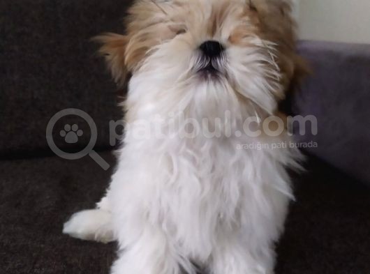 Di̇şi̇ Shi̇h Tzu Yavrumuz görsel