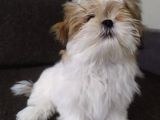 Di̇şi̇ Shi̇h Tzu Yavrumuz