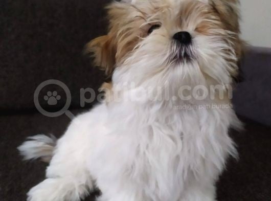 Di̇şi̇ Shi̇h Tzu Yavrumuz görsel