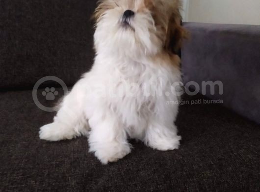 Di̇şi̇ Shi̇h Tzu Yavrumuz görsel
