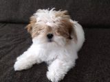 Di̇şi̇ Shi̇h Tzu Yavrumuz