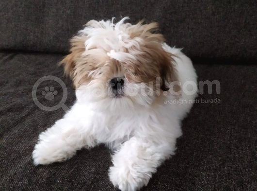 Di̇şi̇ Shi̇h Tzu Yavrumuz görsel