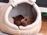 Full Karma Aşılı Garantili Ev Bakımı Toy Poodle