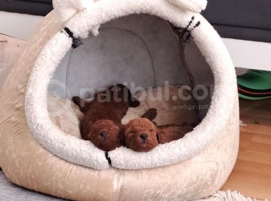 Full Karma Aşılı Garantili Ev Bakımı Toy Poodle görsel
