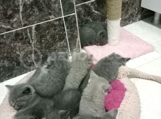 British Shorthair Yavruları