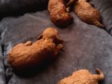 Full Karma Aşılı Garantili Ev Bakımı Toy Poodle