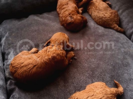 Full Karma Aşılı Garantili Ev Bakımı Toy Poodle görsel