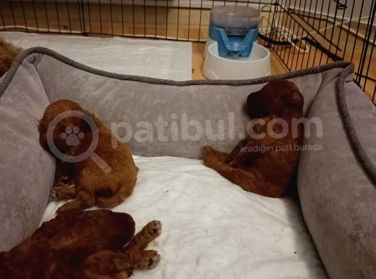 Full Karma Aşılı Garantili Ev Bakımı Toy Poodle görsel