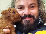 Red Toy Poodle Yavrulari