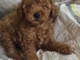 Red Toy Poodle Yavrulari