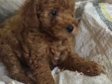 Red Toy Poodle Yavrulari