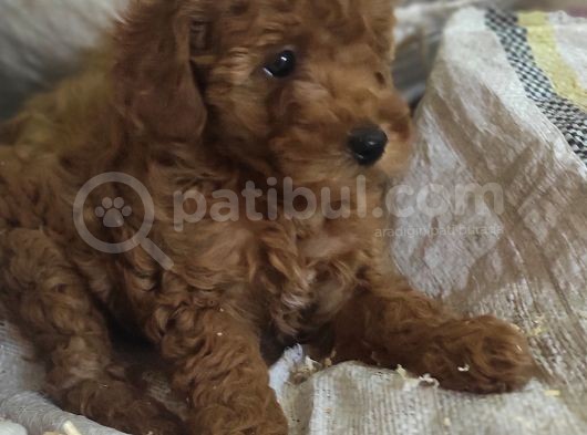Red Toy Poodle Yavrulari görsel