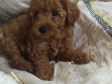 Red Toy Poodle Yavrulari