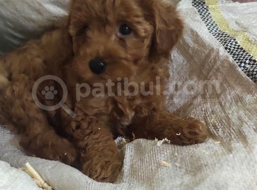 Red Toy Poodle Yavrulari görsel