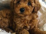 Red Toy Poodle Yavrulari