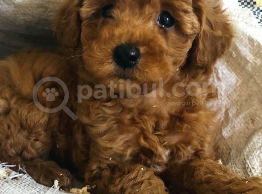Red Toy Poodle Yavrulari