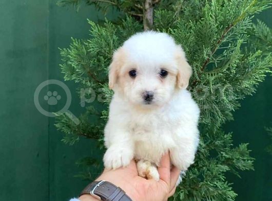 Maltesse Terri̇er görsel