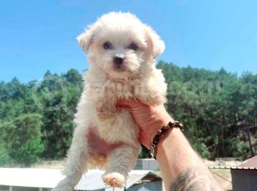 Maltesse Terri̇er görsel