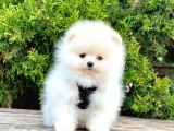 Safkan Pomeranian Boo Yavrularımız