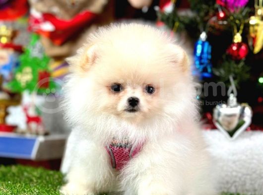 Safkan Pomeranian Boo Yavrularımız görsel