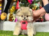 Safkan Pomeranian Boo Yavrularımız