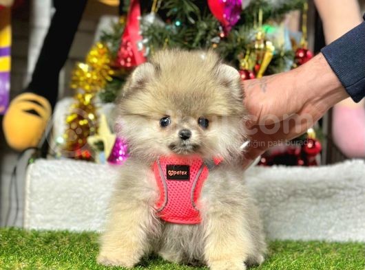 Safkan Pomeranian Boo Yavrularımız görsel