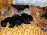 Alman Kurdu Yavruları Mama Ve Malzeme Kampanyali