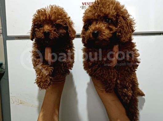 Kore Toy Poodle Yavrularımız