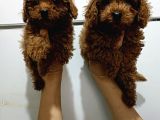 Kore Toy Poodle Yavrularımız