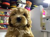3 Aylik Erkek Maltipoo Yavrumuz Yeni Yuvasini Ariyor