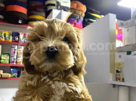 3 Aylik Erkek Maltipoo Yavrumuz Yeni Yuvasini Ariyor görsel
