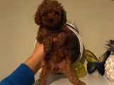 Sağlık ve Irk Garantili Poodle Bebeklerimiz