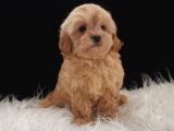 Teacup Maltipoo Yavrularımız