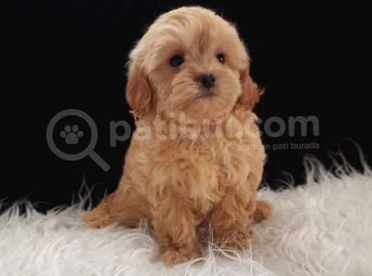 Teacup Maltipoo Yavrularımız