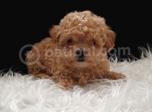 Teacup Maltipoo Yavrularımız görsel