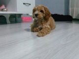 3 Aylik Erkek Maltipoo Yavrumuz Yeni Yuvasini Ariyor