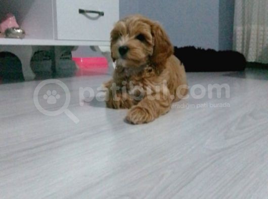 3 Aylik Erkek Maltipoo Yavrumuz Yeni Yuvasini Ariyor