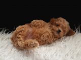 Teacup Maltipoo Yavrularımız