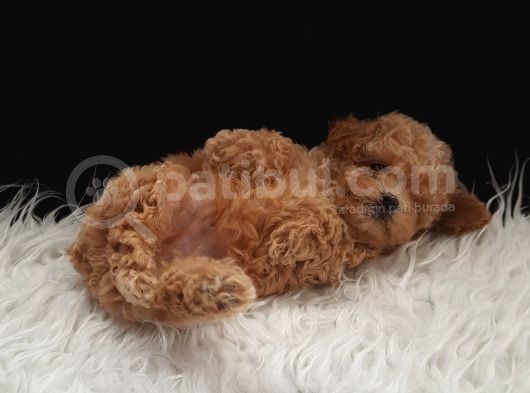 Teacup Maltipoo Yavrularımız görsel