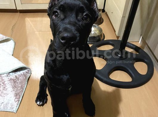 4 Aylık Erkek Cane Corso